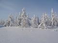 kolmya 14.3 012